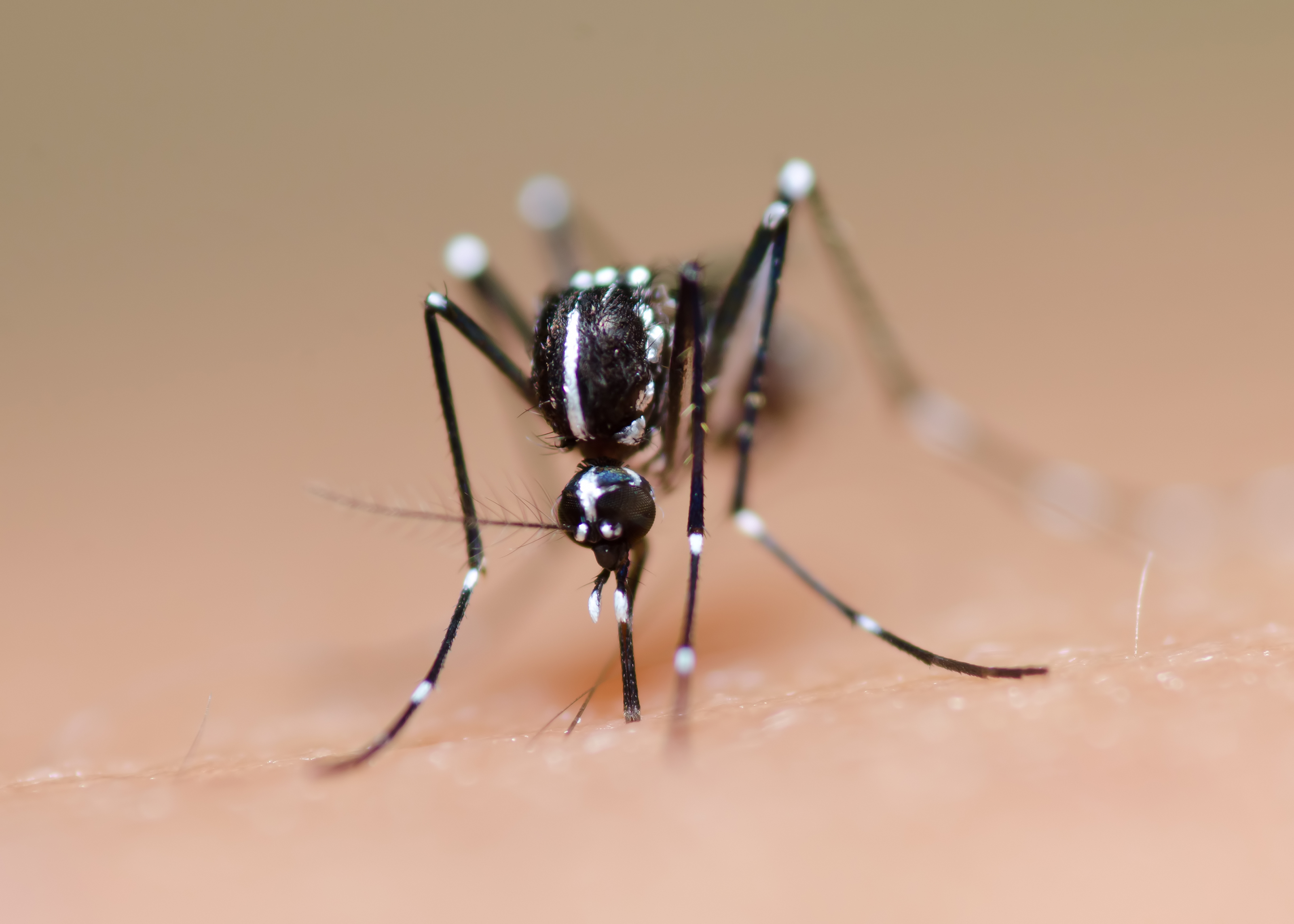 População imune a vírus Zika após 1º surto é menor do que se imaginava, diz estudo